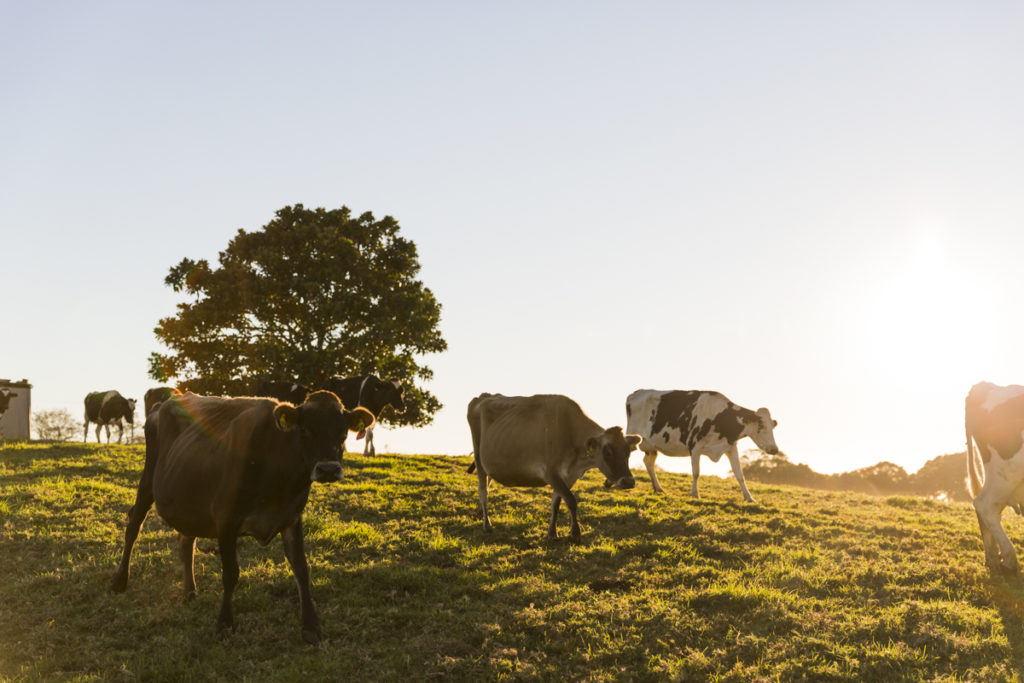 playzone gcash register